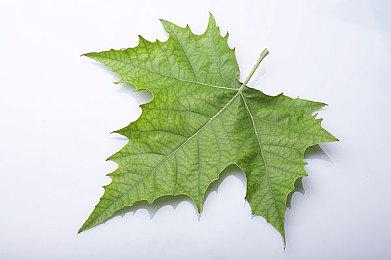 微软将于9月15日举办独立游戏秋季发表会